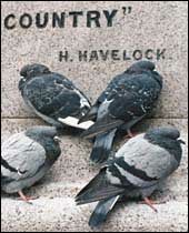 PIGEONS